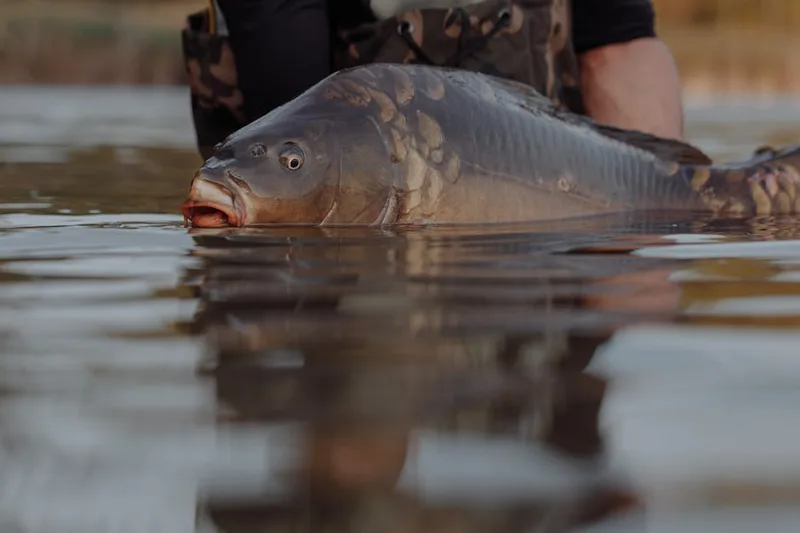 Carp Cradle OEM: What European Distributors Must Know About 
