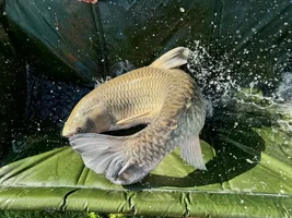 Carp Retention Sling Bulk Buy: OEM Specs Every Distributor S